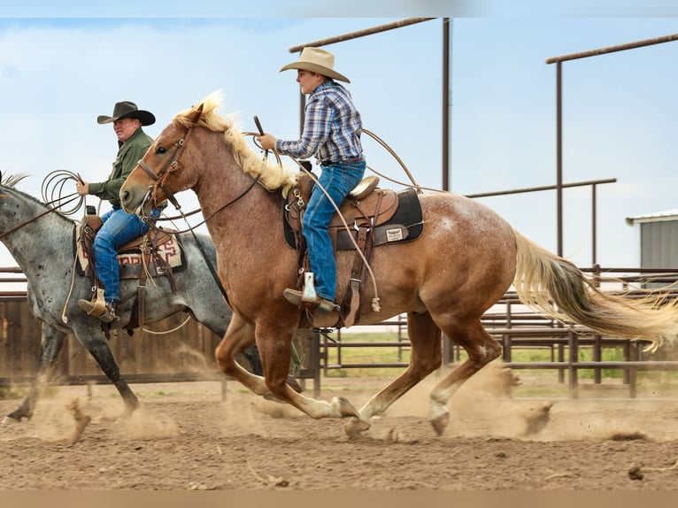 Quarter horse américain Hongre 5 Ans Rouan Rouge in Canyon