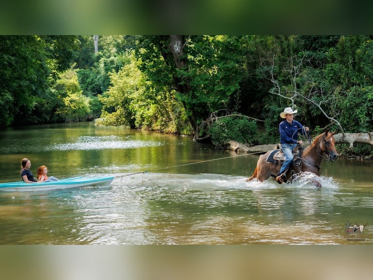 Quarter horse américain Hongre 5 Ans Rouan Rouge in Auburn