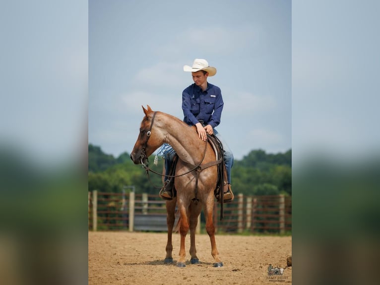 Quarter horse américain Hongre 5 Ans Rouan Rouge in Auburn