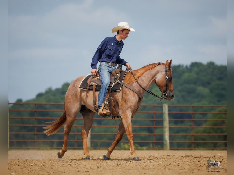 Quarter horse américain Hongre 5 Ans Rouan Rouge in Auburn