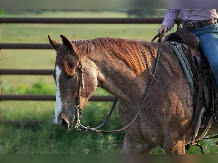 Quarter horse américain Hongre 5 Ans Rouan Rouge in Addison, TX