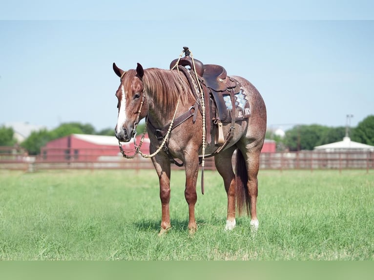 Quarter horse américain Hongre 5 Ans Rouan Rouge in Addison, TX