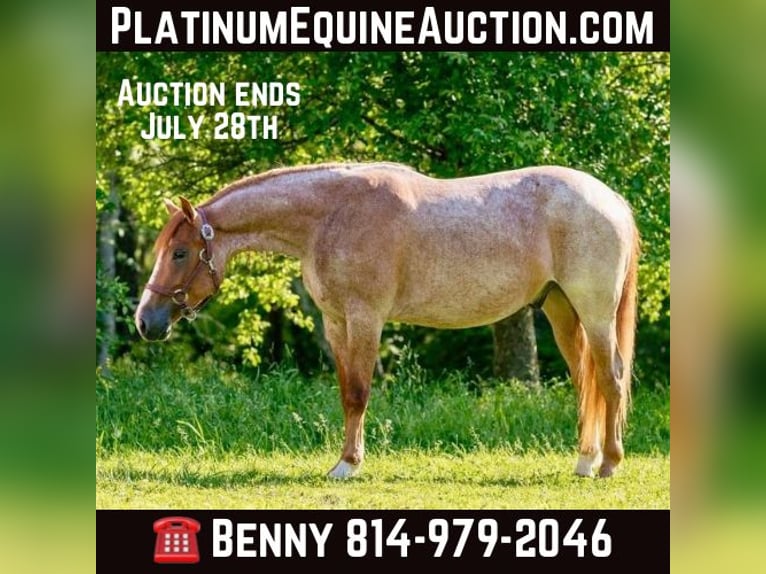 Quarter horse américain Hongre 5 Ans Rouan Rouge in Everett PA