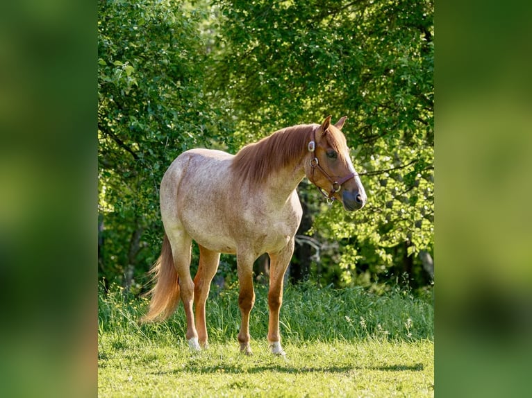 Quarter horse américain Hongre 5 Ans Rouan Rouge in Everett PA