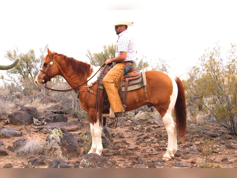 Quarter horse américain Hongre 5 Ans Tobiano-toutes couleurs in Congress AZ