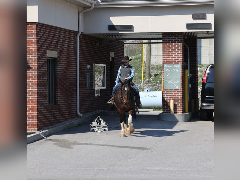 Quarter horse américain Hongre 5 Ans Tobiano-toutes couleurs in Mount Vernon