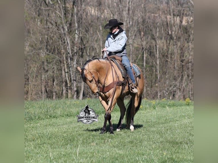 Quarter horse américain Hongre 5 Ans  in Mount Vernon