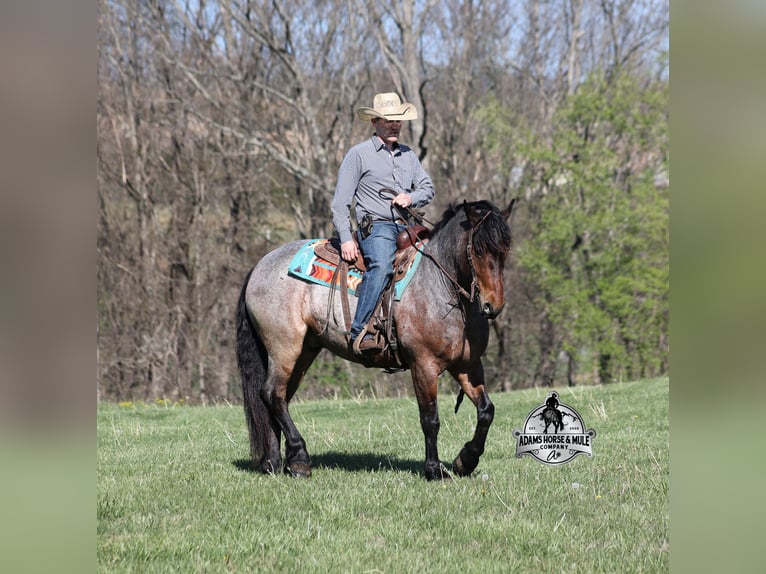 Quarter horse américain Hongre 5 Ans  in Mount Vernon