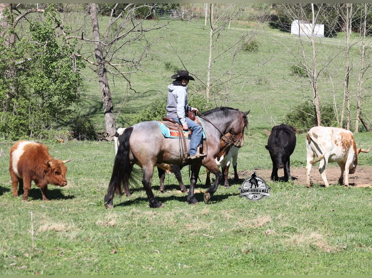 Quarter horse américain Hongre 5 Ans  in Mount Vernon