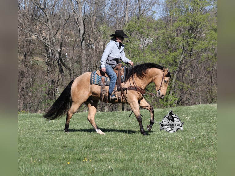 Quarter horse américain Hongre 5 Ans  in Mount Vernon