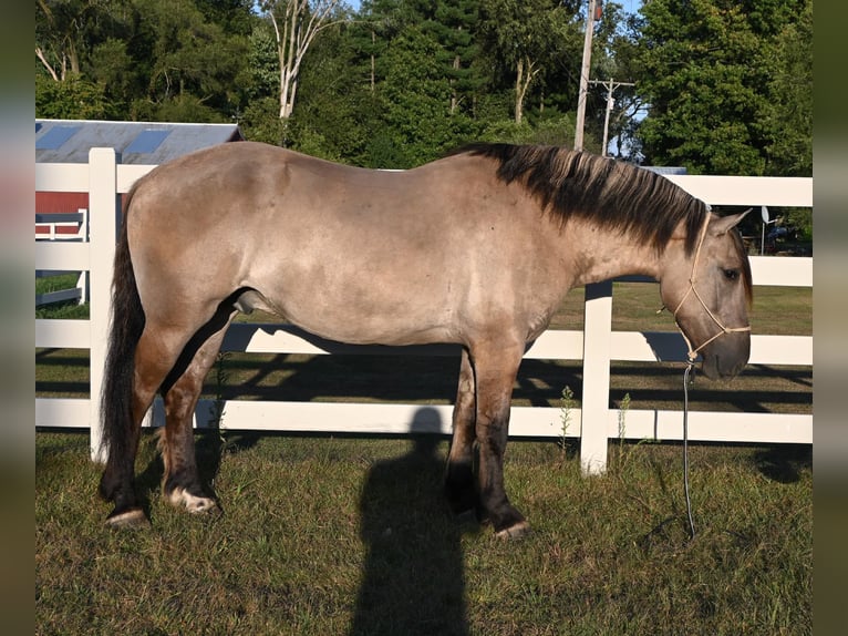 Quarter horse américain Hongre 5 Ans in Shipshewanan IN