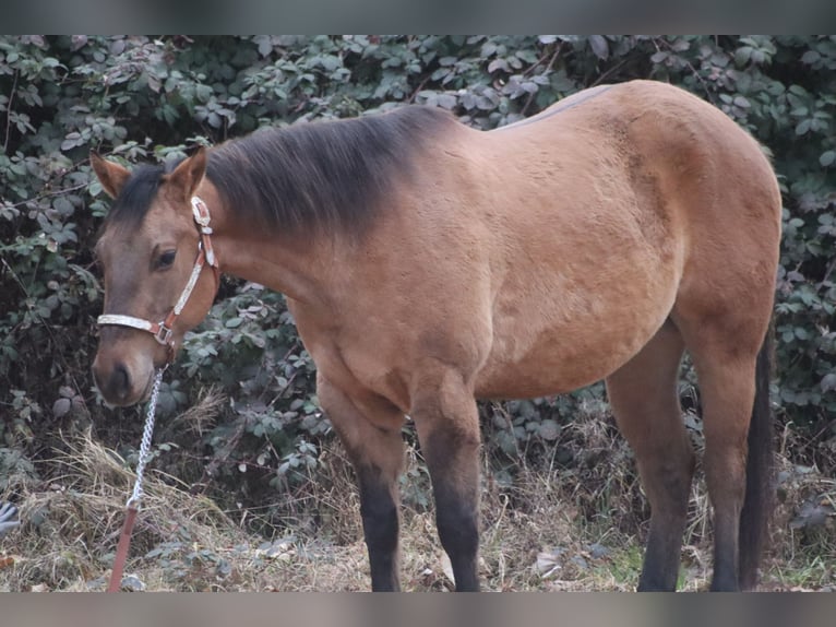 Quarter horse américain Hongre 5 Ans  in Blaubach