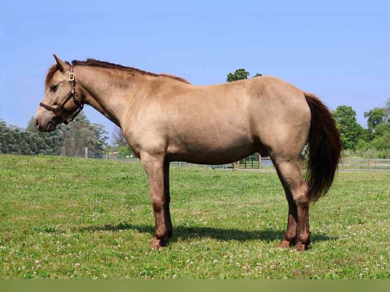 Quarter horse américain Hongre 6 Ans 124 cm Champagne in Howell, MI
