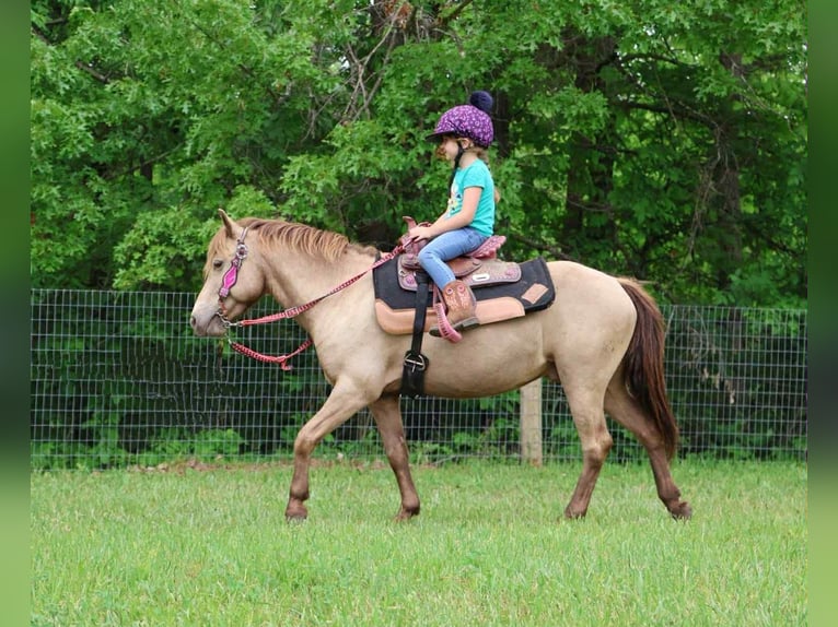 Quarter horse américain Hongre 6 Ans 124 cm Champagne in Howell, MI