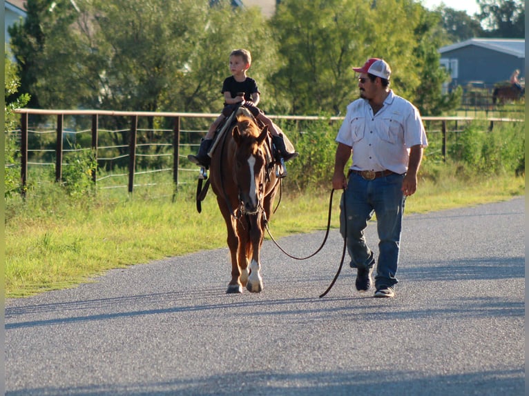 Quarter horse américain Hongre 6 Ans 130 cm Alezan brûlé in Stephenville TX