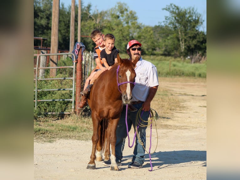 Quarter horse américain Hongre 6 Ans 130 cm Alezan brûlé in Stephenville TX