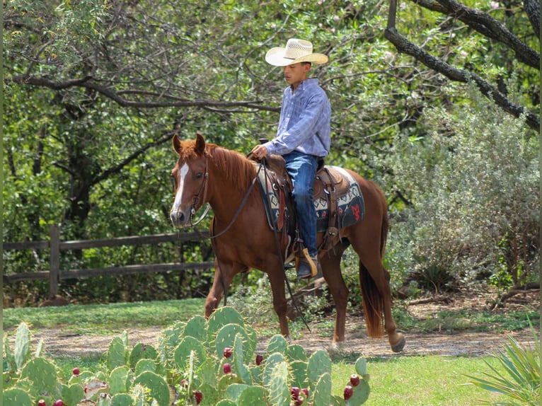 Quarter horse américain Hongre 6 Ans 130 cm Alezan brûlé in Stephenville TX