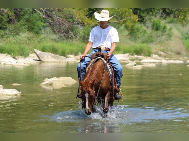 Quarter horse américain Hongre 6 Ans 130 cm Alezan brûlé in Stephenville TX