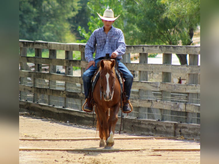 Quarter horse américain Hongre 6 Ans 130 cm Alezan brûlé in Stephenville TX