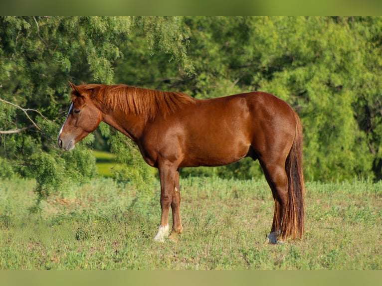 Quarter horse américain Hongre 6 Ans 130 cm Alezan brûlé in Stephenville TX