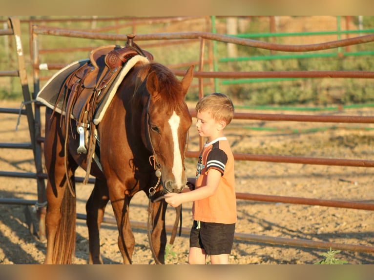 Quarter horse américain Hongre 6 Ans 130 cm Alezan brûlé in Stephenville TX
