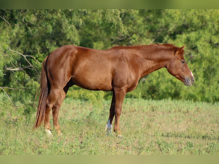 Quarter horse américain Hongre 6 Ans 130 cm Alezan brûlé in Stephenville TX