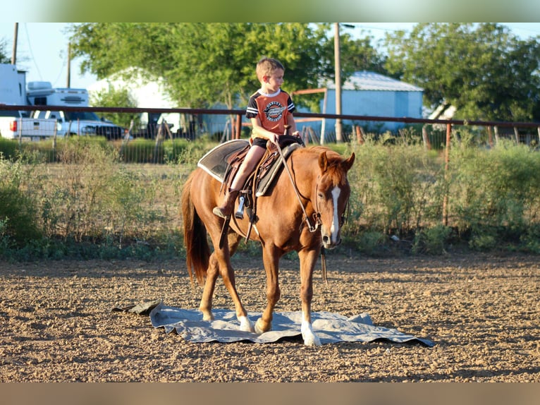 Quarter horse américain Hongre 6 Ans 130 cm Alezan brûlé in Stephenville TX