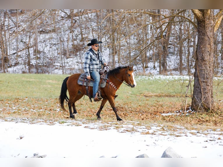 Quarter horse américain Hongre 6 Ans 130 cm Bai cerise in Santa Fe TN