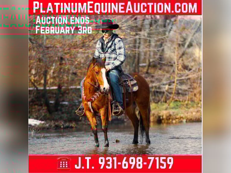 Quarter horse américain Hongre 6 Ans 130 cm Bai cerise in Santa Fe TN