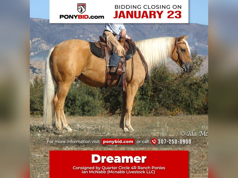 Quarter horse américain Hongre 6 Ans 137 cm Palomino in Cody, WY