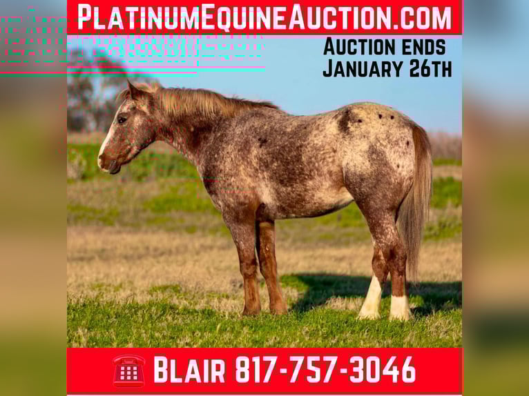 Quarter horse américain Hongre 6 Ans 140 cm Rouan Rouge in WEATHERFORD, TX