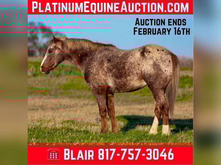 Quarter horse américain Hongre 6 Ans 140 cm Rouan Rouge in Weatherford TX