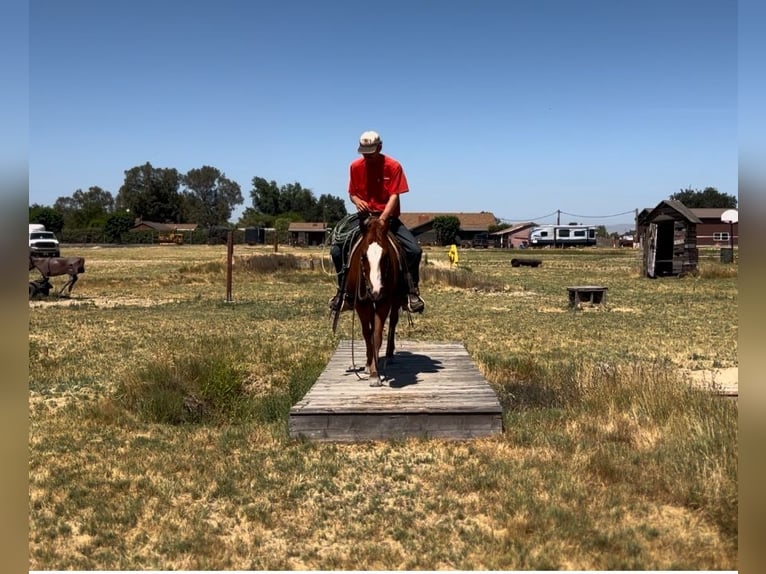 Quarter horse américain Hongre 6 Ans 142 cm Alezan brûlé in Atwater CA