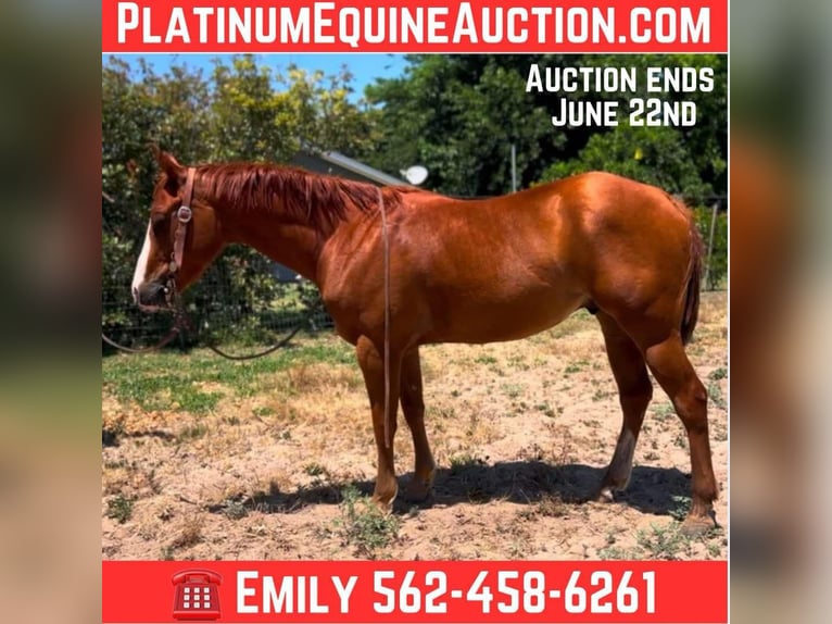 Quarter horse américain Hongre 6 Ans 142 cm Alezan brûlé in Atwater CA