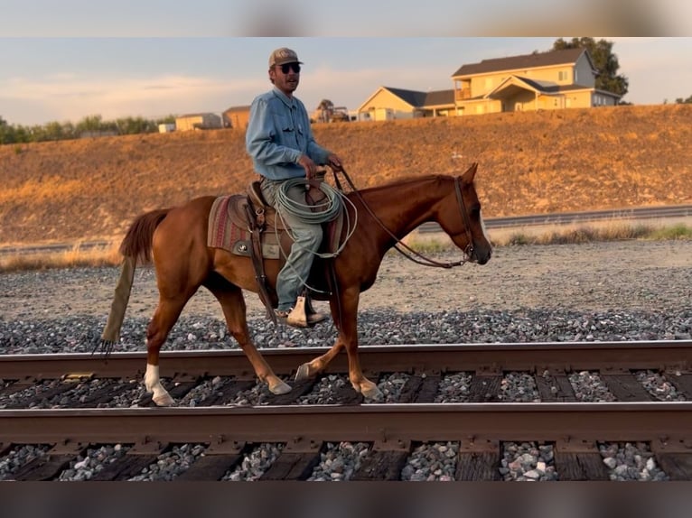 Quarter horse américain Hongre 6 Ans 142 cm Alezan brûlé in Atwater CA