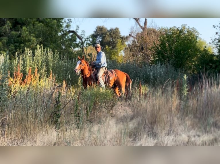 Quarter horse américain Hongre 6 Ans 142 cm Alezan brûlé in Atwater CA