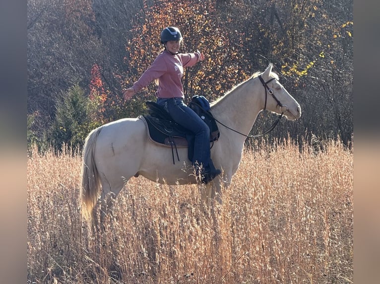 Quarter horse américain Hongre 6 Ans 142 cm Blanc in Wellington