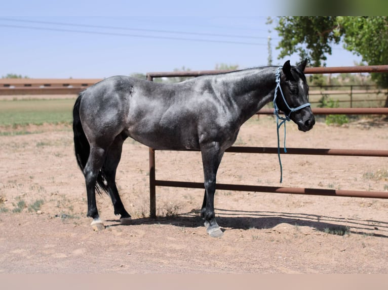Quarter horse américain Hongre 6 Ans 142 cm Rouan Bleu in EL Paso TX