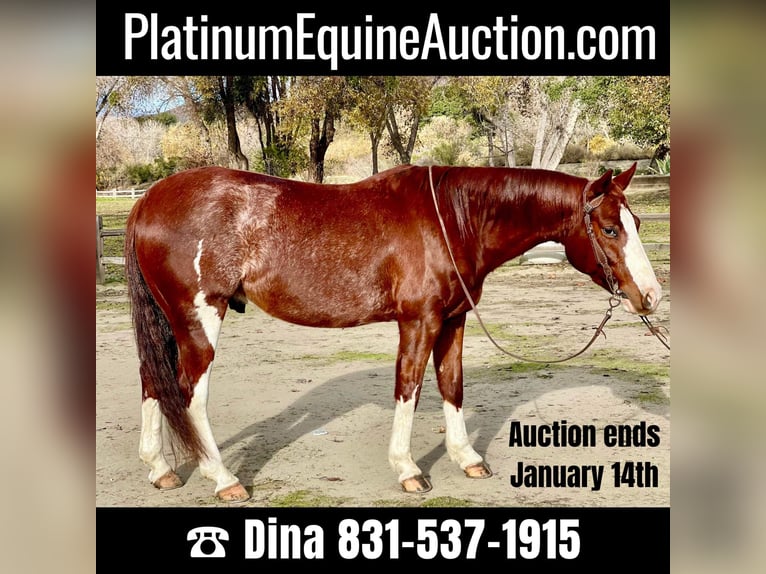 Quarter horse américain Hongre 6 Ans 142 cm Rouan Rouge in Paicines, CA