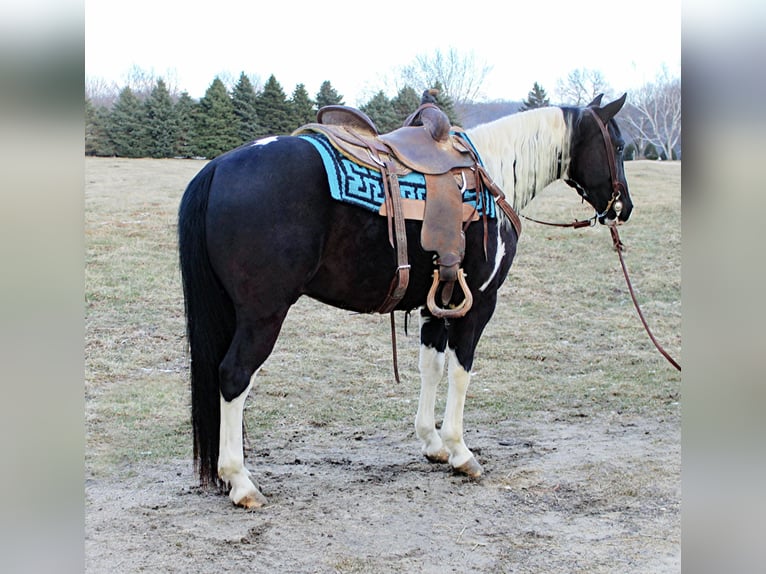 Quarter horse américain Hongre 6 Ans 142 cm Tobiano-toutes couleurs in Dyersville IA