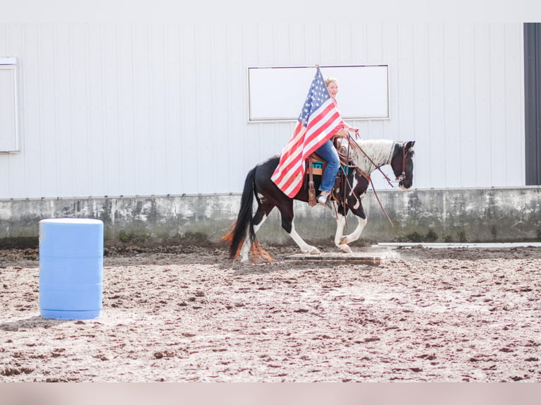Quarter horse américain Hongre 6 Ans 142 cm Tobiano-toutes couleurs in Dyersville IA