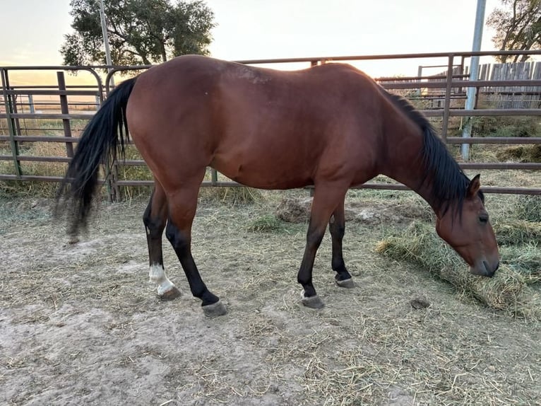 Quarter horse américain Hongre 6 Ans 142 cm  in Crook