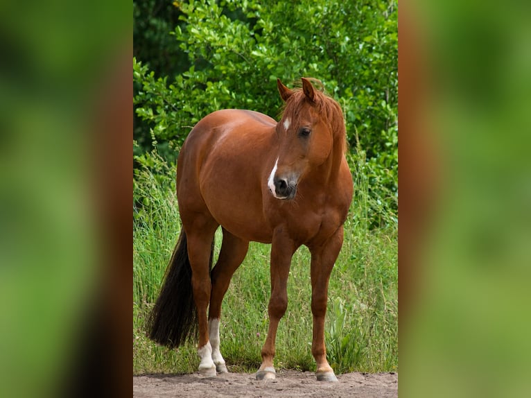 Quarter horse américain Hongre 6 Ans 144 cm Alezan in Alterkülz