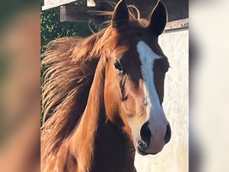 Quarter horse américain Hongre 6 Ans 145 cm Alezan in Wilhelmsburg