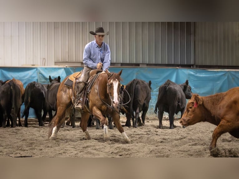 Quarter horse américain Hongre 6 Ans 145 cm Alezan cuivré in Billings
