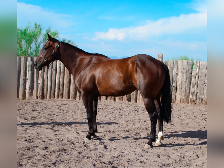 Quarter horse américain Hongre 6 Ans 145 cm Bai cerise in Scottsdale AZ