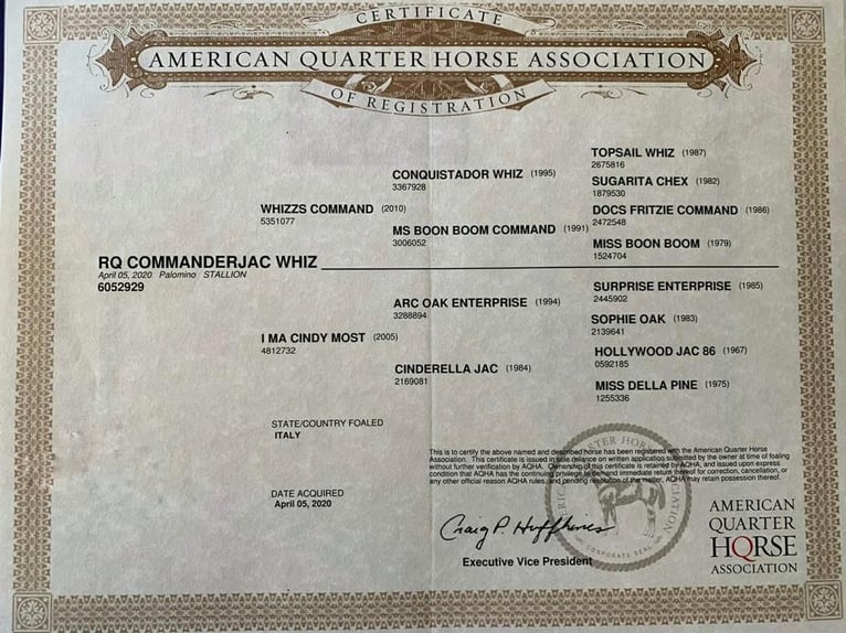 Quarter horse américain Hongre 6 Ans 145 cm Palomino in Ehingen