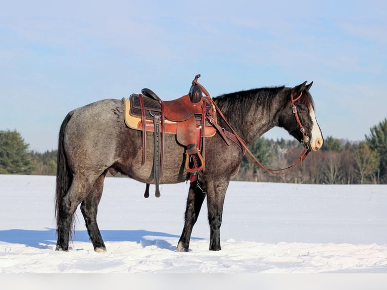 Quarter horse américain Hongre 6 Ans 145 cm Rouan Bleu in Clarion