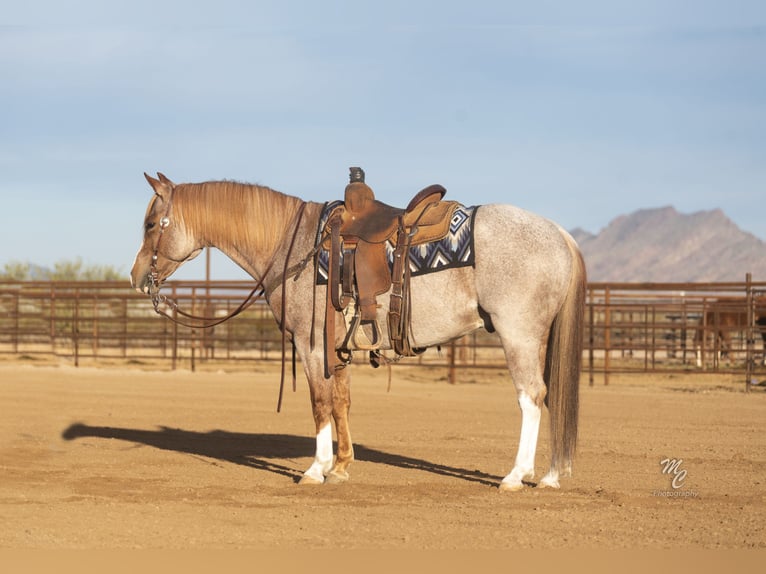 Quarter horse américain Hongre 6 Ans 145 cm Rouan Rouge in Wickenburg, AZ