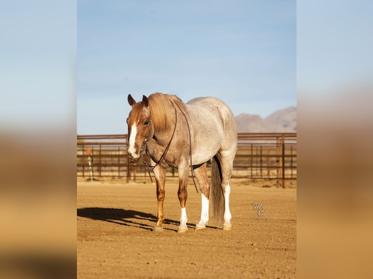 Quarter horse américain Hongre 6 Ans 145 cm Rouan Rouge in Wickenburg, AZ